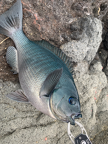 メジナの釣果