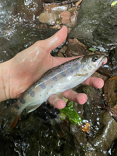 ヤマメの釣果