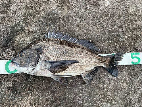 クロダイの釣果