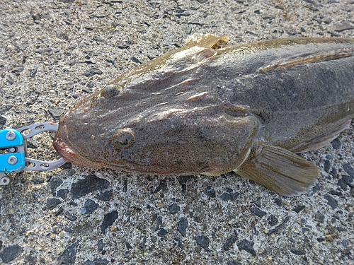 マゴチの釣果