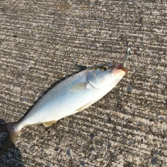 ショゴの釣果