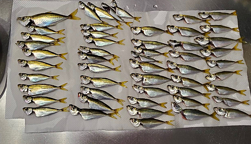 アジの釣果