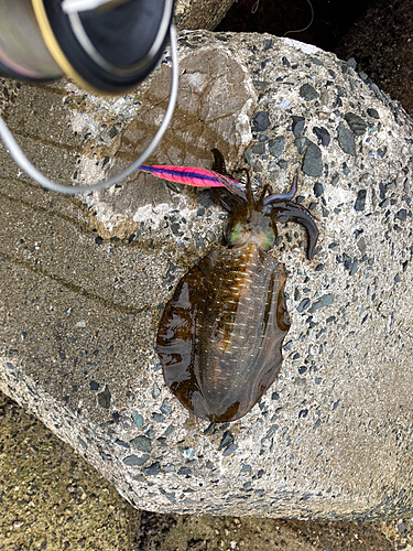 アオリイカの釣果