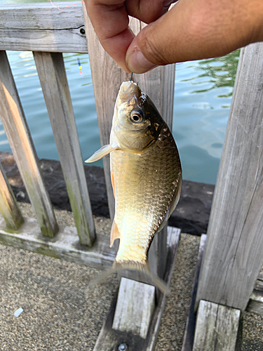 マブナの釣果