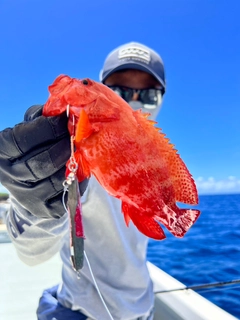 ニジハタの釣果