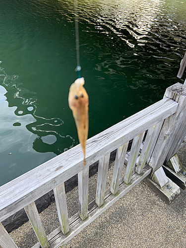 マハゼの釣果