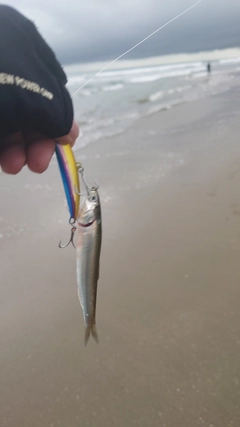 イワシの釣果