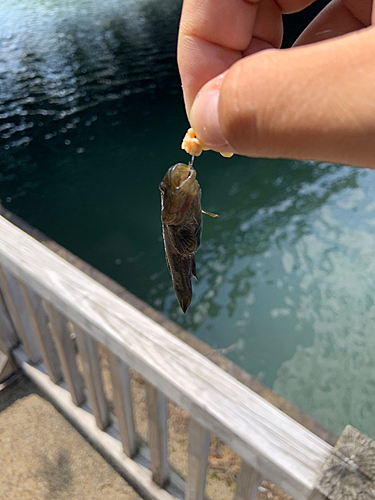 ヌマチチブの釣果