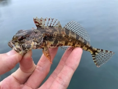 アナハゼの釣果