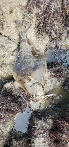 ヒラメの釣果