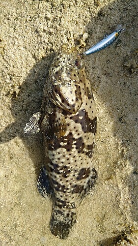 カンモンハタの釣果