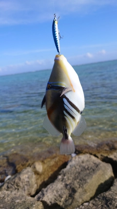 ムラサメモンガラの釣果