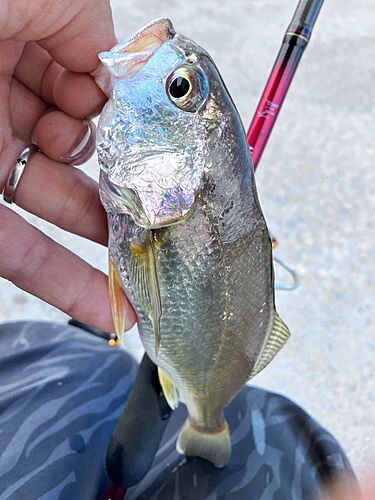 イシモチの釣果