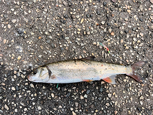 ウグイの釣果