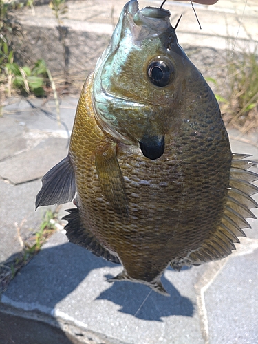 ブルーギルの釣果