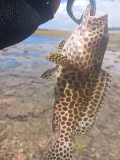 イシミーバイの釣果