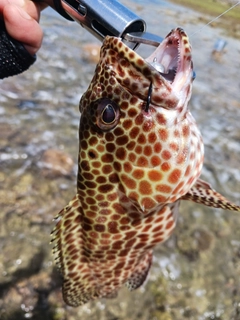 イシミーバイの釣果