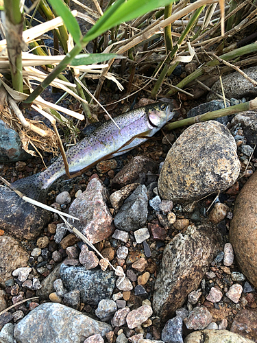 ニジマスの釣果