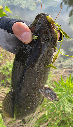 ライギョの釣果