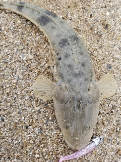 マゴチの釣果