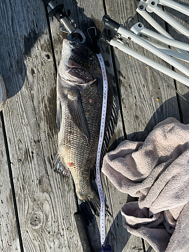 チヌの釣果