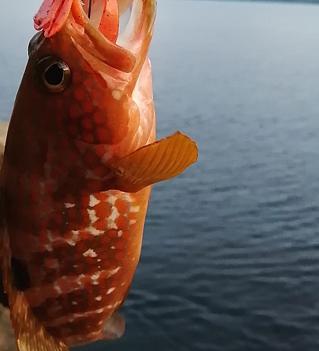 アコウの釣果