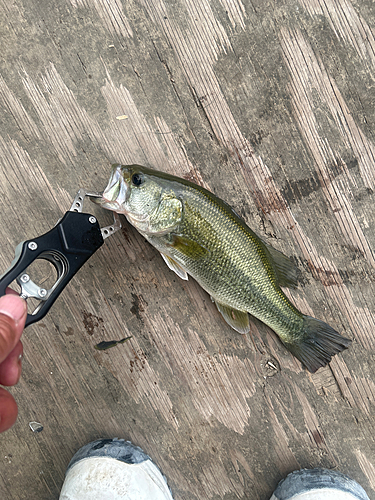 ラージマウスバスの釣果