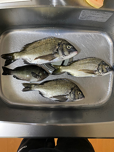 クロダイの釣果