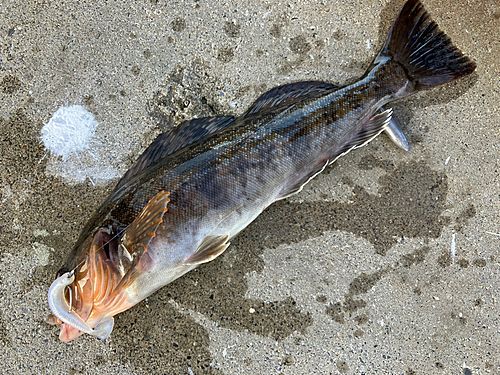 アイナメの釣果