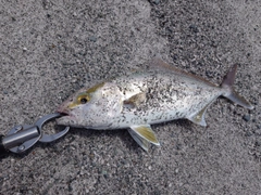 ショゴの釣果