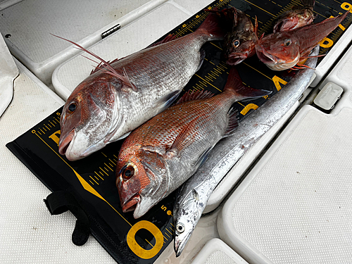 マダイの釣果