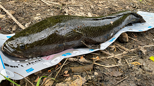 ライギョの釣果