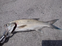 ツバメコノシロの釣果