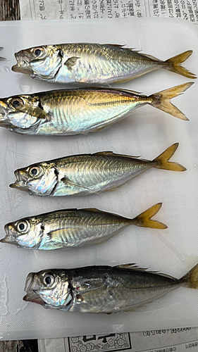 アジの釣果