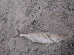 ショゴの釣果