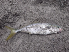 ワラサの釣果