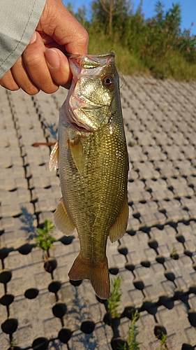 ブラックバスの釣果