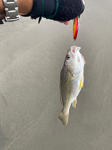 イシモチの釣果