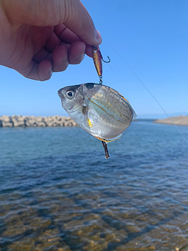 ヒイラギの釣果