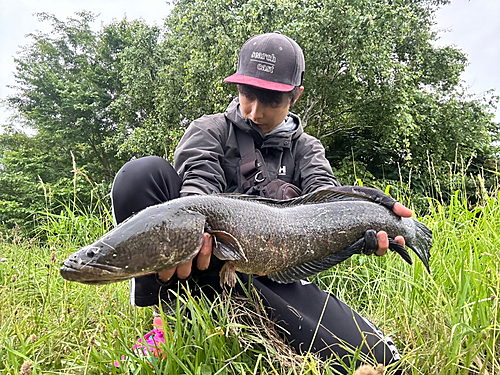 ライギョの釣果