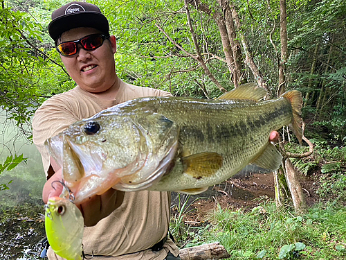 ブラックバスの釣果