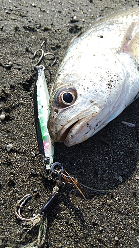 イシモチの釣果