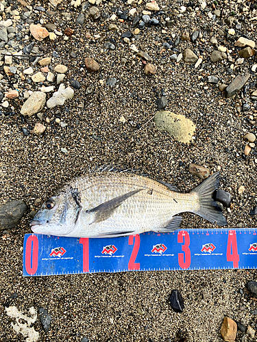 ミナミクロダイの釣果