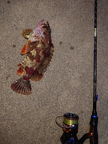 ヨロイメバルの釣果