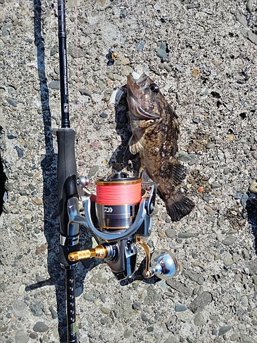 クロソイの釣果