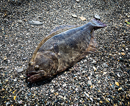 ヒラメの釣果