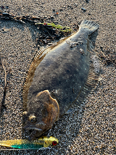 ソゲの釣果