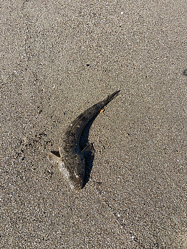 マゴチの釣果