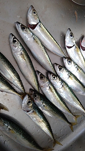 マサバの釣果