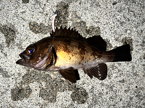 メバルの釣果